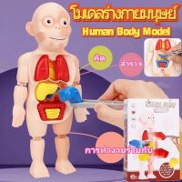 【Free-sun】โมเดลร่างกายมนุษย์ Human Body Model ของเล่นแนววิทยาศาสตร์ ทราบ ระบบร่างกายมนุษย์ เด็ก เกี่ยวกับการศึกษา ของเล่น