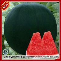 100 เมล็ด แตงโมดำไร้เมล็ด Black Seedless Watermelon เมล็ดแตงโมดำ เมล็ดแตงโม เมล็ดพันธุ์แตงโมดำ แตงโมดำ แตงโม