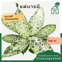 แผ่บารมี กระถาง 11 นิ้ว อโกลนีมา ด่างแบบโดดเด่น aglaonema ไม้แรร์