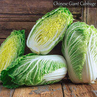 ปลูกง่าย ปลูกได้ทั่วไทย ของแท้ 100% 200PCS เมล็ดผักกาดขาวจีน Chinese Cabbage Seeds Vegetable Seeds เมล็ดพันธุ์ผัก ต้นไม้หายาก เต็มไปด้วยคุณค่าทางโภชนาการ เมล็ดพันธุ์ผัก ผักสวนครัว ต้นไม้มงคล Plants Seeds for Home &amp; Garden Planting