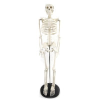 Standard Anatomy 85cm Human Body Skeleton Model Manikin Hi-Q Esqueleto