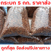 กระบก ราคาส่ง  5 กก. 600บาท จัดส่งฟรีปลายทาง เม็ดกระบก คัดเกรด ตากแดดแห้งสนิท