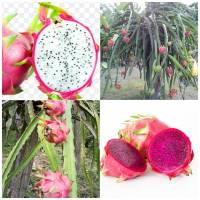 กิ่งพันธุ์ แก้วมังกร(4กิ่ง)(สีขาว2+สีชมพู2)dragon fruit สินค้าพร้อมส่ง