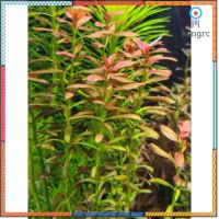 ต้นไม้น้ำRotala Sunset ตู้ไม้น้ำ ยอดขายดีอันดับหนึ่ง