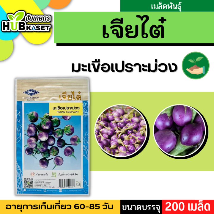 เจียไต๋ 🇹🇭 มะเขือเปราะม่วง ขนาดบรรจุประมาณ 200 เมล็ด อายุเก็บเกี่ยว 60-85 วัน