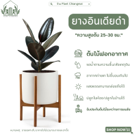 "ยางอินเดียดำ" Rubber Plant สูง25-30 ซม ต้นใหญ่มาก ต้นไม้ฟอกอากาศ ขายดีอันดับ1* ต้นไม้มีการรับประกัน ถ้าตายระหวางขนส่งยินดีคืนเงิน