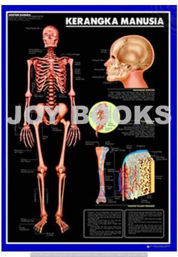 POSTER ANATOMI KERANGKA MANUSIA / ORGAN TUBUH MANUSIA / KESEHATAN ...