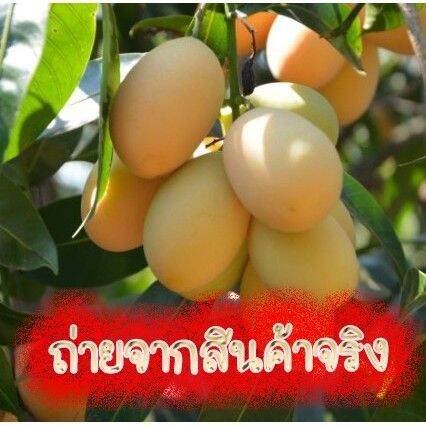 pro-โปรแน่น-1ต้น-ต้นมะยงชิดทูลเกล้า-ให้ผลใหญ่เท่าไข่ไก่กรอบ-ต้นเสียบยอดไซส์ใหญ่สูงประมาณ-35-40-ซม-ผลสีสวย-หวานกรอบ-พร้อมส่ง-ราคาสุดคุ้ม-พรรณ-ไม้-น้ำ-พรรณ-ไม้-ทุก-ชนิด-พรรณ-ไม้-น้ำ-สวยงาม-พรรณ-ไม้-มงคล