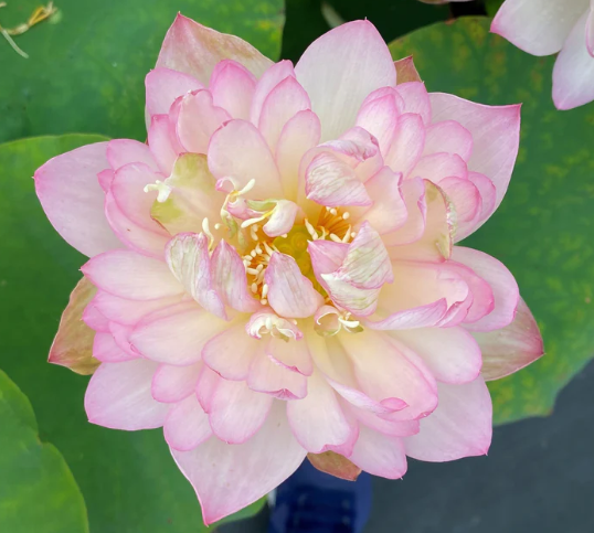 5-เมล็ด-บัวนอก-บัวนำเข้า-บัวสายพันธุ์-carobee-lotus-สีชมพู-สวยงาม-ปลูกในสภาพอากาศประเทศไทยได้-ขยายพันธุ์ง่าย-เมล็ดสด