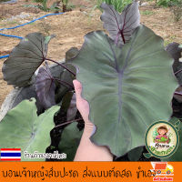 บอน โคโลคาเซีย เจ้าหญิงสับปะรด Colocasia pineapple princess สายพันธุ์แท้ แบบตัดสด ชำเอง ใบสีเขียวอมส้ม กระดูกเส้นสีม่วง ก้านสีน้ำตาลอ่อน หายาก