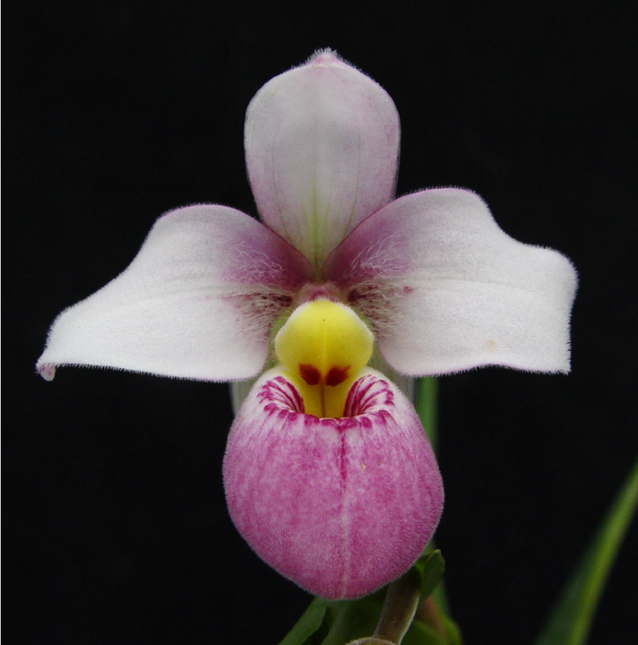20-เมล็ดพันธุ์-เมล็ดกล้วยไม้-กล้วยไม้-กล้วยไม้เอื้อง-phragmipedium-orchids-orchid-flower-seed-อัตราการงอก-80-85