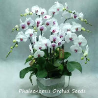 ปลูกง่าย ปลูกได้ทั่วไทย ของแท้ 100% 50Pcs ฟาแลนนอปซิส Multicolor Phalaenopsis Orchid Seeds Bonsai Flower Seeds เมล็ดดอกไม้ ต้นไม้ฟอกอากาศ ต้นไม้มงคล ไม้ประดับ กล้วยไม้ เมล็ดดอกไม้สวย บอนไซ บอนสีหายาก แต่งบ้านและสวน พันธุ์ไม้หายาก พันธุ์ไม้ดอก Plants Seeds