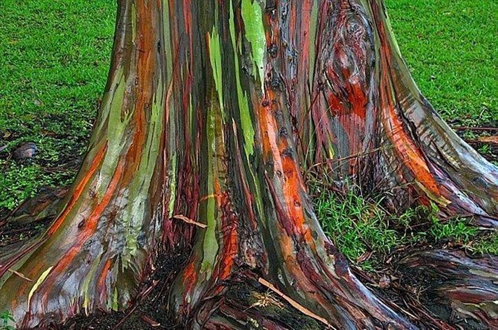 ขายส่ง-เมล็ดยูคาลิปตัสสีรุ้ง-rainbow-eucalyptus-ยูคาลิปตัสมินดาเนากัม-คามาราเร่-ต้นไม้สีรุ้ง-ต้นไม้แปลก-เมล็ดพันธุ์นำเข้า-ยูคาลิปตัส-1-ออนซ์