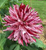 1 หัว /ชุุด เหง้า ต้นรักเร่ Dahlia Bulb สายพันธุ์ super belle สีม่วง หัวรักเร่ ดอกไม้ ดอกรักเร่ รักแรกพบ เฟิร์สเลิฟ ดอกไม้นำเข้า พร้อมให้ดอก