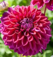 1 หัว/ชุด รักเร่ Dahlia Bulb สายพันธุ์ Diva หัวรักเร่ ดอกไม้ หัวหน่อ เหง้า นำเข้า เนเธอร์แลน หัวสดใหม่