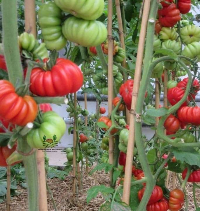 มะเขือเทศ-heirloom-tomato-seed-holland-เมล็ดพันธุ์มะเขือเทศฟักทองฮอลแลนด์-บรรจุ-10-เมล็ด-10-บาท