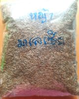 ขายส่ง 1 กิโลกรัม เมล็ดหญ้ามาเลเซีย Tropical Carpet grass หญ้าเห็บ หญ้าไผ่ หญ้าปูสนาม สนามหญ้า เมล็ดพันธ์หญ้า ปูหญ้า ปูสนาม สนามหญ้าและสวน