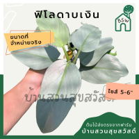 ฟิโลเดนดรอนดาบเงิน กระถาง 5-6 นิ้ว ฟิโลดาบเงิน ไม้แรร์ ใบสีเงินอมเขียวฟ้าสวย