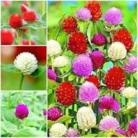 เมล็ดพันธุ์ บานไม่รู้โรย คละสี Gomphrena Mix Seeds ดอกไม้ พรรณไม้ คุณภาพ 100 เมล็ด ปลูกง่าย ออกดอกบ่อย