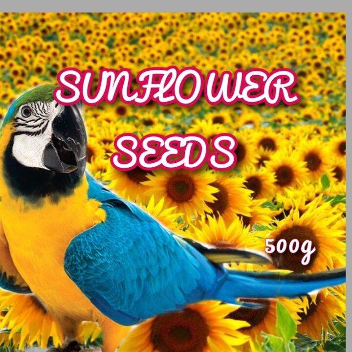 SUNFLOWER SEEDS raw (large stripe) 500g pack Lazada PH