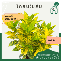 โกสน ใบส้ม ส่งพร้อมกระถาง 11 นิ้ว