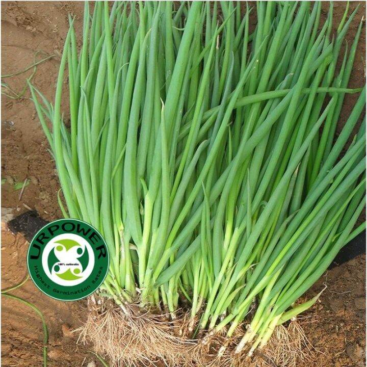 Bunching Onion Spring Onion Seeds Vegetable Seeds Lazada PH