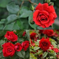 30 เมล็ด เมล็ดพันธุ์ Garden Seeds กุหลาบมอญ สีแดง Rose seed ดอกใหญ่ ดอกหอม นำเข้าจากต่างประเทศ พร้อมคู่มือ เมล็ดสด ใหม่