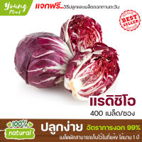 เมล็ดพันธุ์แรดิชิโอ 100 เมล็ด อัตราการงอก95% ปลูกง่าย โตไว (แถมฟรี เมล็ดดอกทานะตะวันจิ๋ว)