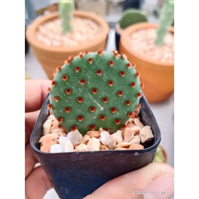 ( PRO+++ ) โปรแน่น.. opuntia rufida แคคตัส ราคาสุดคุ้ม พรรณ ไม้ น้ำ พรรณ ไม้ ทุก ชนิด พรรณ ไม้ น้ำ สวยงาม พรรณ ไม้ มงคล