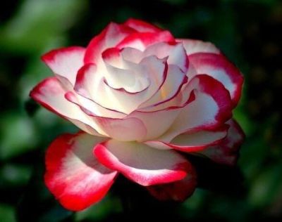 30 เมล็ด เมล็ดพันธุ์ กุหลาบ Holiday Princess Rose seed ดอกใหญ่ ดอกหอม นำเข้าจากต่างประเทศ พร้อมคู่มือ เมล็ดสด ใหม่
