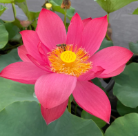 5 เมล็ด บัวนอก บัวนำเข้า บัวสายพันธุ์  Chinese Red Jiaxing LOTUS สีแดง สวยงาม ปลูกในสภาพอากาศประเทศไทยได้ ขยายพันธุ์ง่าย เมล็ดสด