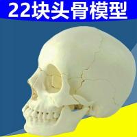 Medical teaching model of human skull plastic white skull 22 parts assembled removable skull toy