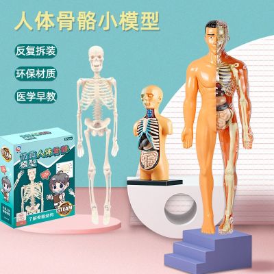 Internal anatomy structure model assembled simulation organs detachable trunk skeleton structure childrens educational toys