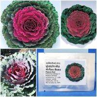 โปรดี!! เมล็ดพันธุ์ ปูเล่ประดับ พีเจี้ยน สีแดง (Pigeon Red Flowering Cabbage F1 Seed) 15 เมล็ด คุณภาพดี ถูก สุดคุ้ม