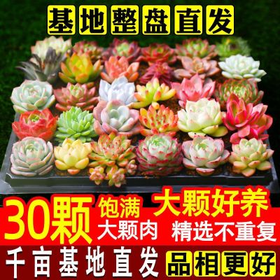 [COD] Succulent plants are big and easy to raise Yulu indoor boutique rare species flowering potted succulent novice