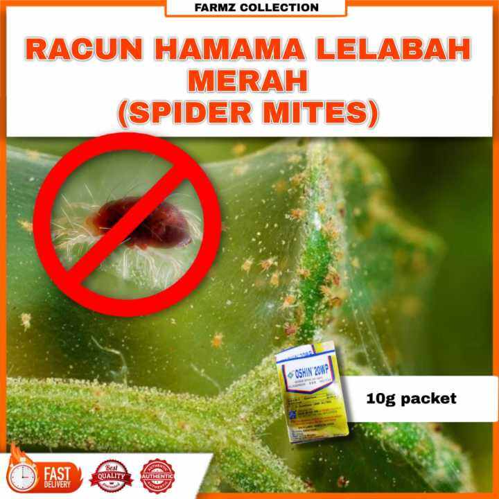 Racun Hamama lelabah Merah / spider Mites (Tetranychus spp.) Insecticide Oshin Halex Dinotefuran