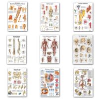 For Human Anatomy Muscles System Poster Wall Art Silk Painting Body Map Wall Pictures For Medical Education Clinic Decoration