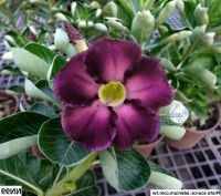 10 เมล็ดพันธุ์ ชวนชม สายพันธุ์ไต้หวัน สีม่วง Adenium Seeds กุหลาบทะเลทราย Desert Rose ราชินีบอนไซ มีคู่มือปลูก นำเข้าจากไต้หวัน