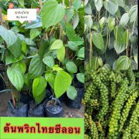 ต้นพริกไทยซีลอน​ พร้อมส่งจำนวนมาก