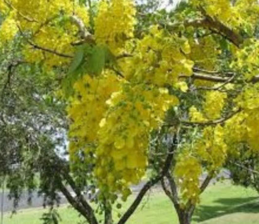 ต้น-ถั่วไซบีเรีย-siberian-pea-tree-caragana-arborescens-เคยติดดอกแล้ว