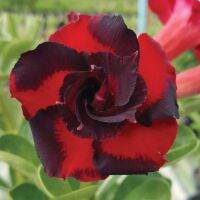 5 เมล็ด เมล็ดพันธุ์ ชวนชม ลูกผสมไฮบริด สายพันธุ์ Black Swirl สีแดง กุหลาบทะเลทราย Desert Rose Adenium seed ราชินีบอนไซ ปลูกง่ายมาก รีบสะสม