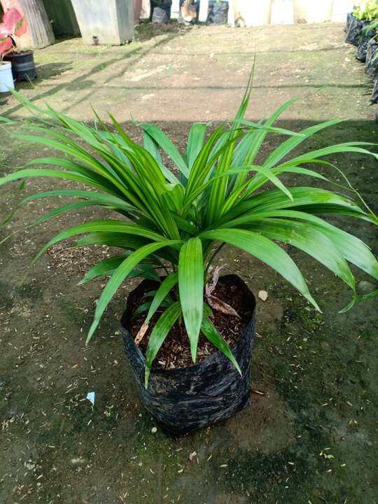 Palmera 1 Foot Tall (Live Plant) with FREE soil, plastic pot and marble ...