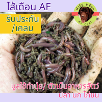 ไส้เดือน AF สำหรับผลิตปุ๋ยมูลไส้เดือน / ใช้เป็นเยื่อตกปลา /อาหาร นก ไก่ชน (รับเคลม) ขนาด 100 กรัม /200 กรัม