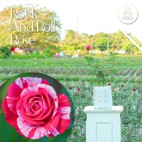 Treeno.9 T350 Rock And Roll Rose (ร็อค แอนด์ โรล)​ ดอกสีชมพูด่าง ต้นใหญ่ ถุง 8 นิ้ว สูง 60-70 ซม. ไม้ดอกประดับ ดอกสวย ออกดอกตลอดทั้งปี (ต้นไม้)