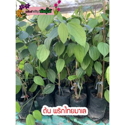 ( PRO+++ ) โปรแน่น.. ต้นพริกไทยมาเล หรือ พริกไทยซาราวัก พริกไทยคุชซิ่ง สูง 70-80 cm. พร้อมส่ง ราคาสุดคุ้ม พรรณ ไม้ น้ำ พรรณ ไม้ ทุก ชนิด พรรณ ไม้ น้ำ สวยงาม พรรณ ไม้ มงคล