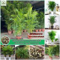 เมล็ดพันธุ์ ต้นปาล์ม Areca Palm Seeds ดอกไม้จริง ต้นไม้มงคล ต้นไม้ประดับ ต้นไม้ฟอกอากาศ เมล็ดดอกไม้ พันธุ์ดอกไม้ ต้นไม้จิ๋วจริง เมล็ดพันธุ์พืช บอนไซ Indoor Plants แต่งสวน ​เมล็ดพันธุ์แท้ 100% ปลูกง่าย ปลูกได้ทั่วไทย (10 pcs/bag Flower Seeds for Planting)