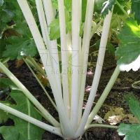 เมล็ดพันธุ์ คื่นฉ่าย สีขาว (White Chinese Celery) บรรจุ 80 เมล็ด