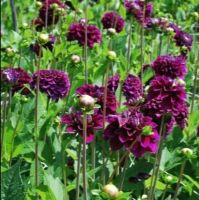 1 หัว/ออเดอร์ รักเร่ Dahlia Bulbs สายพันธุ์ ZIRCONIA หัวรักเร่ ดอกไม้ หัวหน่อ เหง้า นำเข้า เนเธอร์แลน หัวสดใหม่