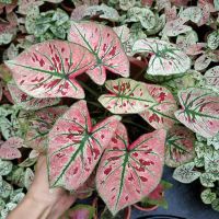 เมล็ด บอนสี ราชินีใบไม้   เมล็ด ผสมสี Caladium Seeds ต้นไม้มงคล บอนสีแปลกๆ เมล็ดบอนสี เมล็ดดอกไม้ บอลสีแปลกๆ เมล็ดพันดอกไม้