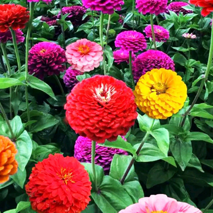 เมล็ดพันธุ์ดอกบานชื่น-กลีบซ้อน-คละสี-200เมล็ด-zinnia-ต้นบานชื่นหลากสี